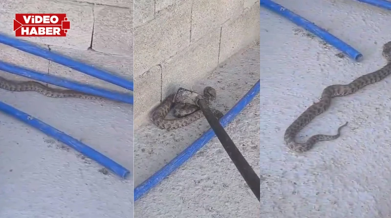 Kavurucu Urfa sıcakları yılanı çatıya çıkardı!
