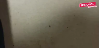 Şanlıurfa'da hastaneyi böcek bastı! Vatandaşlar ne yapacağını şaşırdı