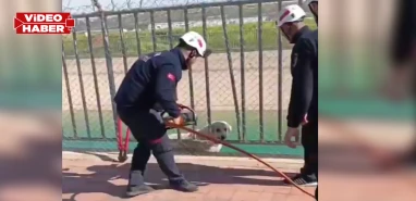 Şanlıurfa’da sulama kanalında mahsur kalan köpek kurtarıldı