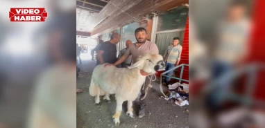 Şanlıurfa’da kurban sezonun rekor adayı: Tamı tamına 170 kilo