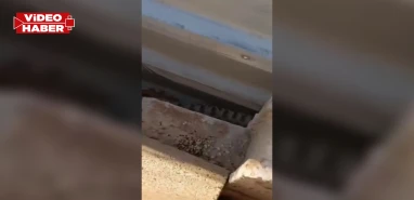 Dünyanın en zehirli türlerinden! Şanlıurfa'da görüldü: Bir ısırığı öldürüyor