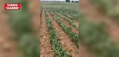 Şanlıurfalı çiftçi elektrik kesintisinden 'haho' etti! "Emeğimiz göz göre göre yok oluyor”