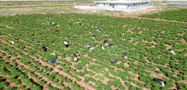 Şanlıurfa'da güneşli günlerin sonu: Şimdi kurutan yüzde 80 kar ediyor