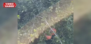 Tescilli Suruç narında hasat dönemi başladı