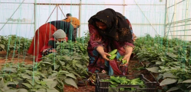 Şanlıurfa’daki serada isot üretimi devam ediyor
