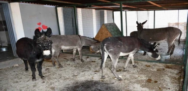 Siverek’te başıboş hayvanlar sıcak yuvaya kavuşturuldu