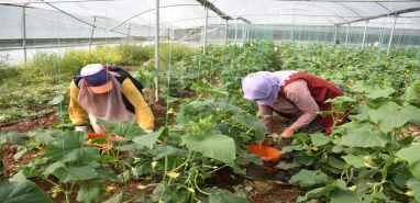 Siverek'teki seralarda ürün çeşitliliği artıyor