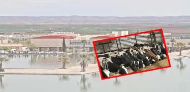 HRÜ’den ülke hayvancılığına önemli katkı sunacak proje geliştirildi