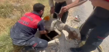 Haliliye’de rögara düşen koyun itfaiye ekiplerince kurtarıldı