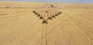 TİGEM Ceylanpınar’daki buğday hasadından 200 bin ton mahsul bekliyor