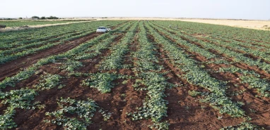 Dışı karpuz, içi kavun, tadı salatalık! Sadece Şanlıurfa’da yetiştirilen meyve tezgahtaki yerini aldı