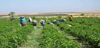 Fransa Türkiye'den tarım işçisi alacak: 100 bin lira maaş, pasaport kolaylığı...