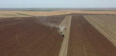 Şanlıurfa'da dev tarım arazisinde ayçiçeği hasadı... Yüksek rekolte beklentisi!