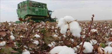 Beyaz altında hasat başladı: Makineler tarlaya girdi