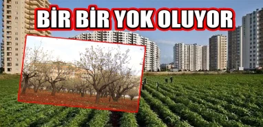 200 bin lira kira için 1 milyon liralık ağaçlar sökülüp atılıyor