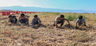 Resmi Gazete’de yayımlandı: Şanlıurfalı mevsimlik tarım işçileri müjde!