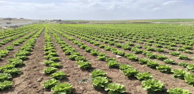 Şanlıurfa’da çiftçinin yüzünü güldürecek alternatif ürün! Bereket fışkırıyor