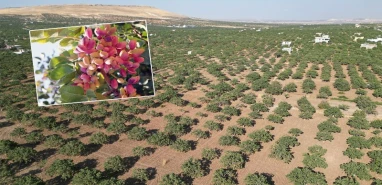 Şanlıurfa’nın ilçesinde ağaç başı fıstık verimi 7 kiloyu aştı!