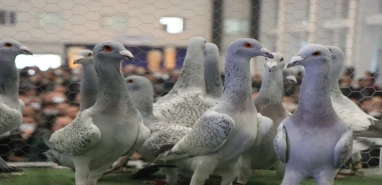 Balkonunuza bir kuş yuva mı yaptı? İşte bu durumun anlamı