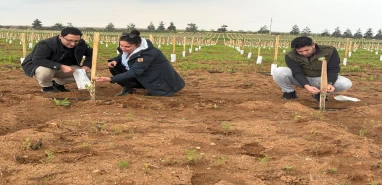 Kamu ve üniversiteden Şanlıurfa'da dev zeytin plantasyonu: Binlerce fidan dikildi