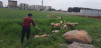 Şanlıurfa’da sahipsiz hayvanların toplanması için yeni adımlar atıldı