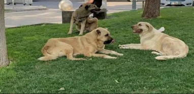 Avrupa'nın önde gelen ülkesi, sahipsiz köpeklerin tamamını barınaklarda topluyor