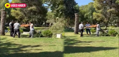 Balıklıgöl’de anıt ağaç devrildi