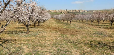 Müdürlükten kritik uyarı! Şanlıurfa'da üreticilere 'mavi' reçete