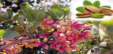 Allah korusun! Fıstığın sonu da fındığa benzemesin