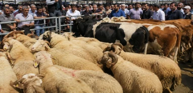 Şanlıurfa’nın ilçesinde kurbanlık fiyat listesi belli oldu!