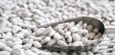 Şanlıurfa’dan gidiyor Elazığ’da ‘beyaz altın’a dönüşüyor