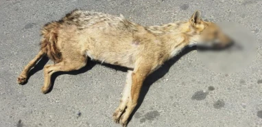 Şanlıurfa’da nesli koruma altındaki altın çakal telef oldu