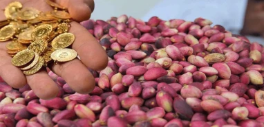 Şanlıurfa’da altın gibi kazandıran fıstık! İşte güncel fiyatlar...