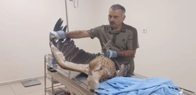 Kızıl akbaba Urfa’da tedavi altına alındı
