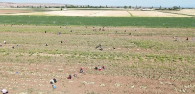 Rusya, Almanya ve İspanya'nın antibiyotiği Şanlıurfalıların elinden geçiyor