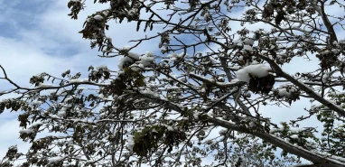 Çiftçiler dikkat! Tarım ve Orman Bakanlığı'ndan zirai don uyarısı