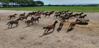 Yarış atları kayıp iddiasına TİGEM’den yanıt! “İddia edildiği gibi kayıp tay veya at yok”