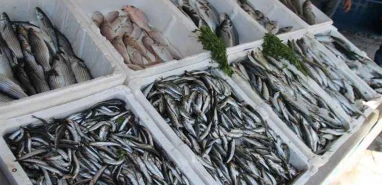 En besleyici balık türü açıklandı! Sağlığa birebir