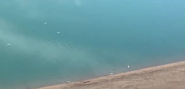 Şanlıurfa'da endişe veren manzara! Yetkililere nedenini sordu...