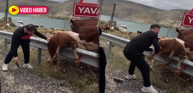 Ünlü sanatçı Şanlıurfa’da can çekişen boğanın hayatını kurtardı