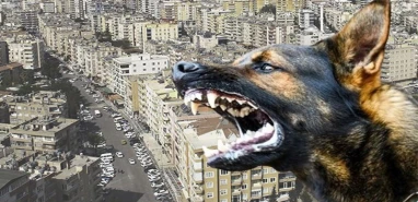 Şanlıurfa’da başıboş köpek dehşeti: 2 yaralı!