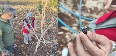 Şanlıurfa'da fıstık bahçelerinde zararlılar tespit edildi