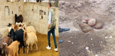 Şanlıurfa'da başıboş köpek dehşeti: 5 koyun telef oldu