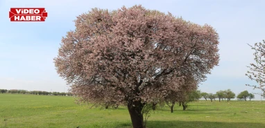 Şanlıurfa'da üretimi her geçen gün artıyor: Hedef zirve