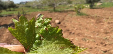 Şanlıurfa bağlarında "Uyuz" alarmı! Geç müdahale bağları bitiriyor