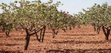 Şanlıurfa'da korkunç olay: Çiftçi tarlasında ölü bulundu