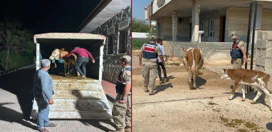 Şanlıurfa’da hayvanını satmak istedi, başına gelmeyen kalmadı!