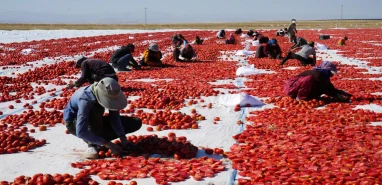 Şanlıurfalı mevsimlik işçilerin güneş altında ekmek mücadelesi