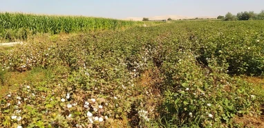 Şanlıurfa’da ekipler sahada: Pamuk ve mısır yakından inceleniyor