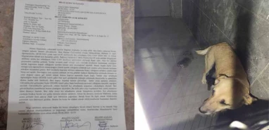 Şanlıurfa'da iğrenç olay! Kurumun tuvaletinde köpeğe istismar…